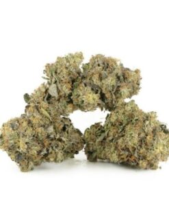 Gorilla Glue Nr. 4
