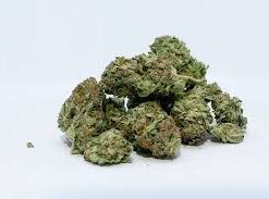 Gelato